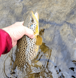 Brown Trout Fly Fishing on a Montana  Vacation